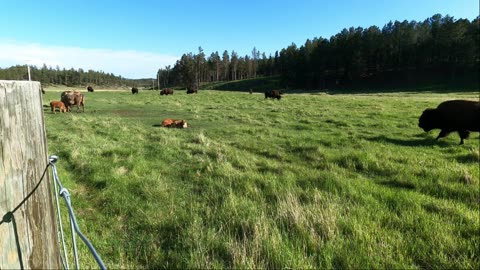 Buffalo calves