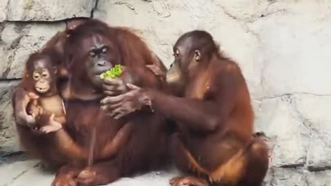 don't mess with mother orangutan!