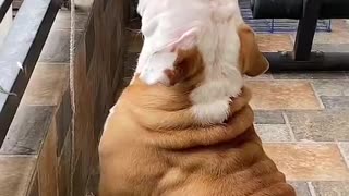 Yoga Bulldog