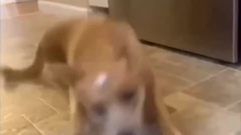 dog slips on egg