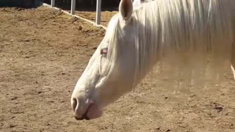 Unicorn saved from slaughter loves her belly rubs