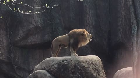 Epic Lion Roar at Lincoln Park Zoo