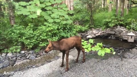 Cute Baby Moose Compilation!