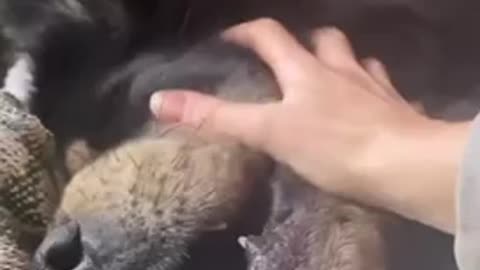 Tibetan mastif dog