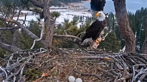 Two beautiful eagles are guarding their eggs on the top of the mountain...💯