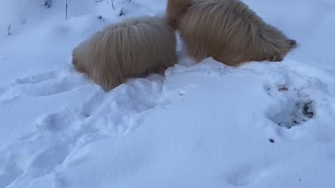 Goldendoodle Puppies Play in the Snow