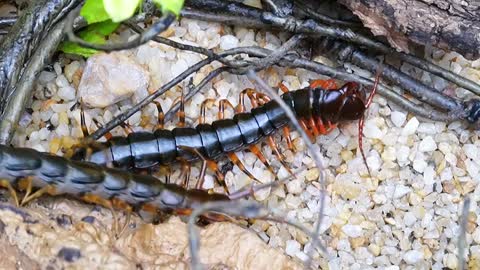 Raise a group of centipedes,The reason why centipede doesn't eat is unexpectedly