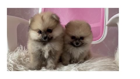 _Funniest Cutest Golden Retriever Puppies_Funny Puppy Videos