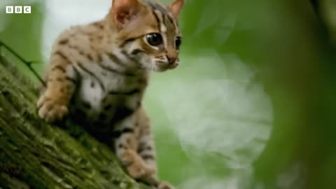 Smallest Cat In the World-The Rustu Spotted Cat -Big Cat