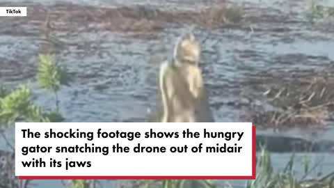 Video shows gator going up in smoke after eating drone | New York Post