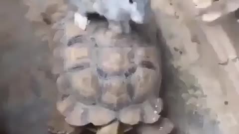 Rabbit ridding on turtle