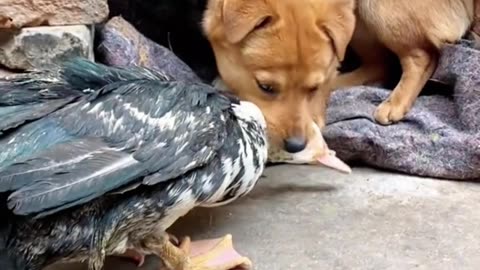 Dogs and ducklings playing together