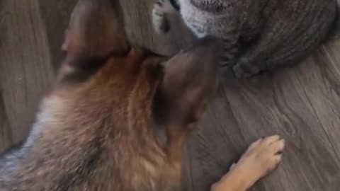 funny cat and dog fights#shorts