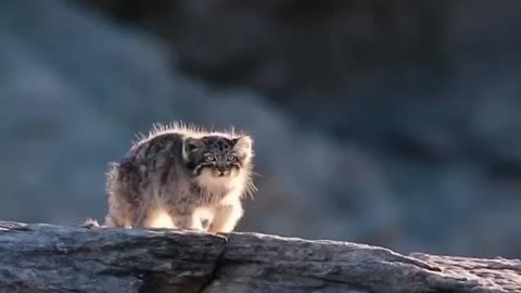 Baby Pallas’s cats small wild cats.