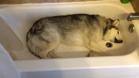 Stubborn Husky throws hilarious temper tantrum in the bathtub