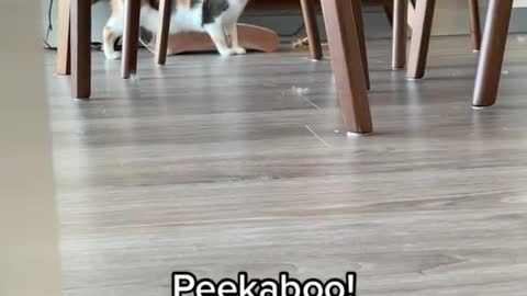 Full contact peekaboo anyone 😹😹😹 #funnycat #crazycat #catsurprise #peekaboo #catattack #catmom