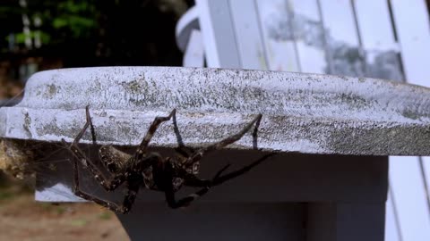 Gigantic fishing spider is one of nature's best scuba divers