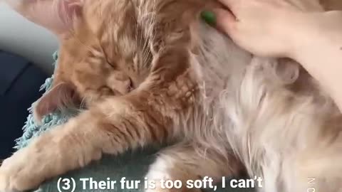 Why I regret getting Maine Coon Cat. The truth!