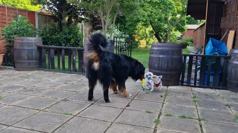 Tiny Jack Russell steals a toy from huge Bernese Mountain Dog