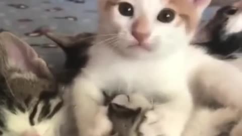 Mama cat gives a hug to a toddler