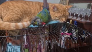 Conure Cuddles With Cat