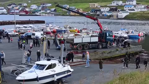 Faroe Islands - About 40 dolphins killed in sadistic blood sport