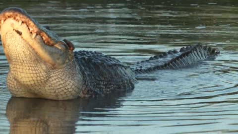 Alligator bellowing