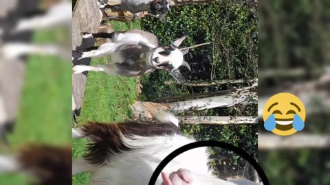 Three happy pygmy goats!