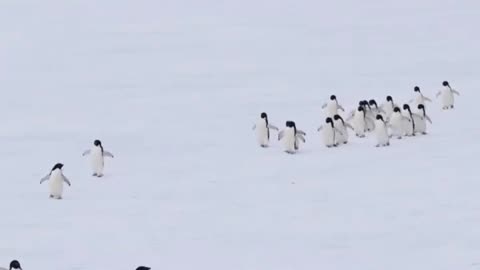 "Marching in the Arctic: A Mesmerizing Journey through the Penguin Parade"
