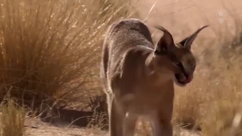 CARACAL is a CAT-JUMPER, a Bird Hunter! Caracal vs Jackals and Birds