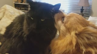 Cat not impressed with overly affectionate dog