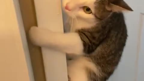 Funny Cat saying asking for drugs