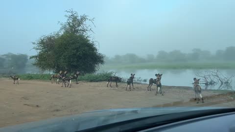 Must watch!!! Wild dogs at a watering hole looking for prey!!