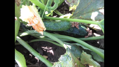 Squash In September Squash Sept 2021