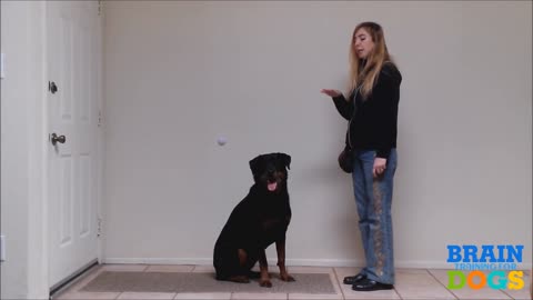Brain Training for Dogs - The Airplane Game Exam Demonstration