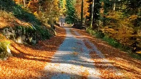 Colours of autumn 🌲🍁🥮🍂🍃 #autum #fall #scenery #s