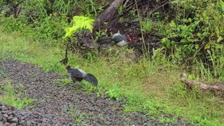 Kalij Pheasant Drama On The Homestead