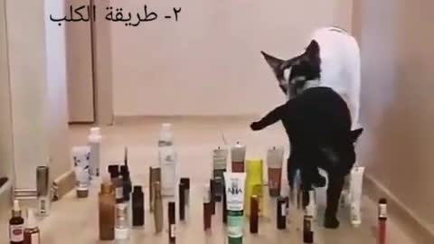 funny animals cats & dogs 😁😅😅