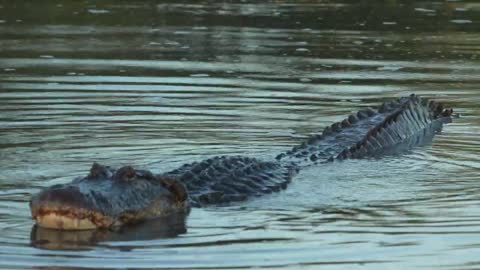 Alligator bellowing