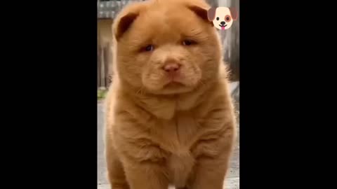 Dog funny video , cat funny video , dog and cats funny video