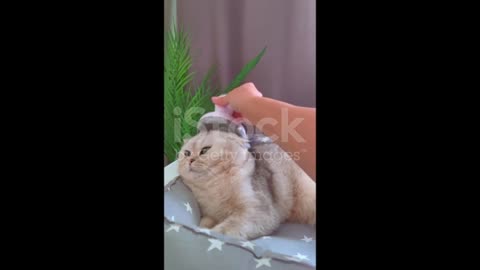 cat massage