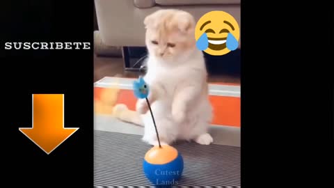 🤣Funniest dogs 🐕and cats😹