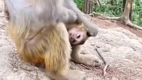 Great . . . . Check the monkey's angry reaction.