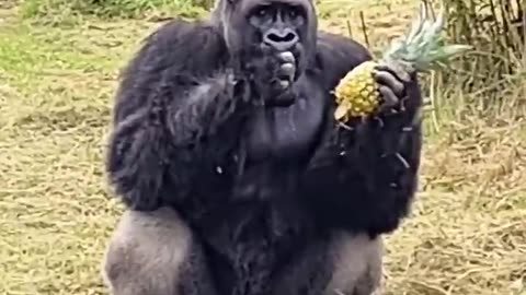 Here is a fully grown silverback male weighing a huge 190 kilograms! #silverback #gorilla #asmr
