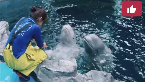 Beluga whale has crush on zoo keeper ❤️