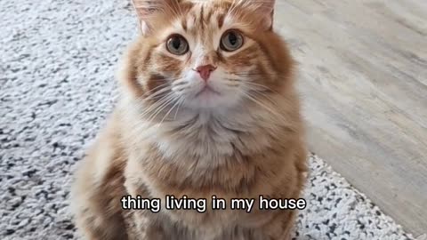 He's the best distraction 😂 #cute #animals #cat #pets #cutecat #funny #cats