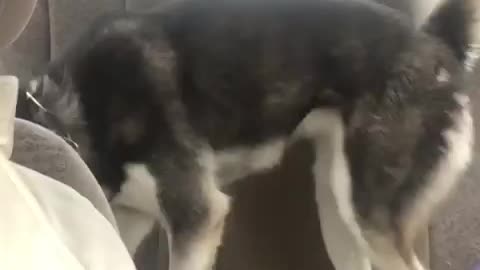 Husky Throws Tantrum