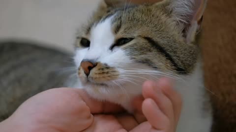 Petting a cute cat close up