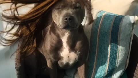 Dog's majestic hair blows in the wind