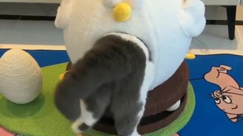 Pussy Cats is an awesome fighting fun videos.